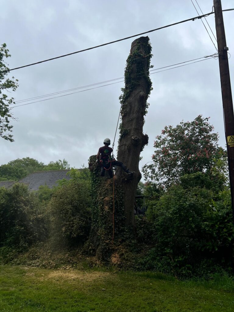 Dead Oak Reduction Headcorn (7)