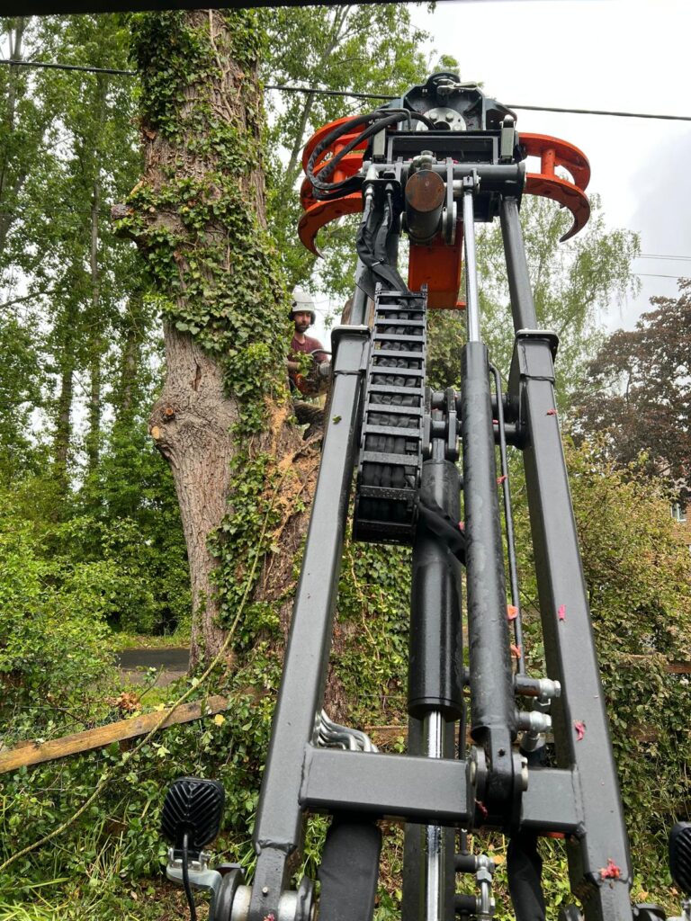 Dead Oak Reduction Headcorn (8)