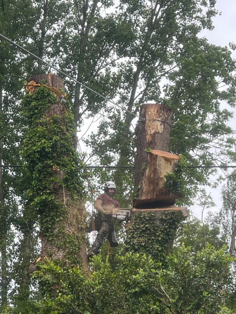 Dead Oak Reduction Headcorn (9)