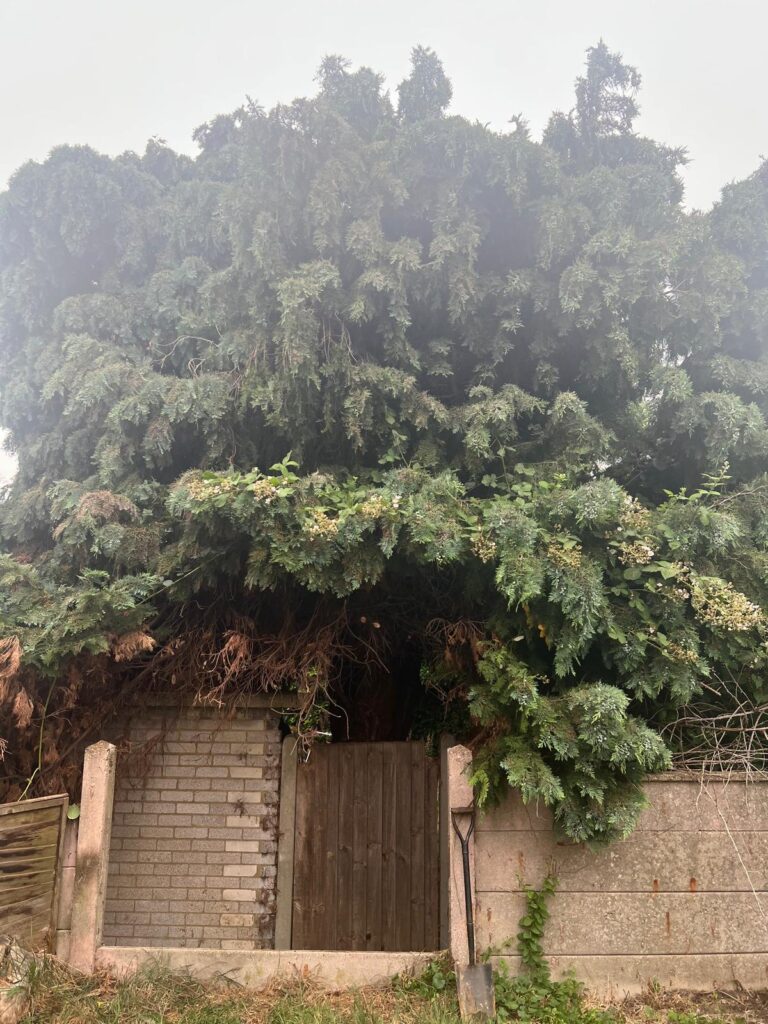 Limited Access Tree Removal in Medway 2