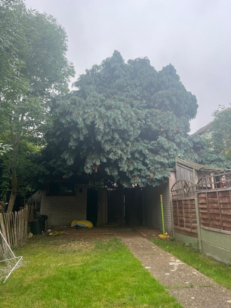 Limited Access Tree Removal in Medway 3