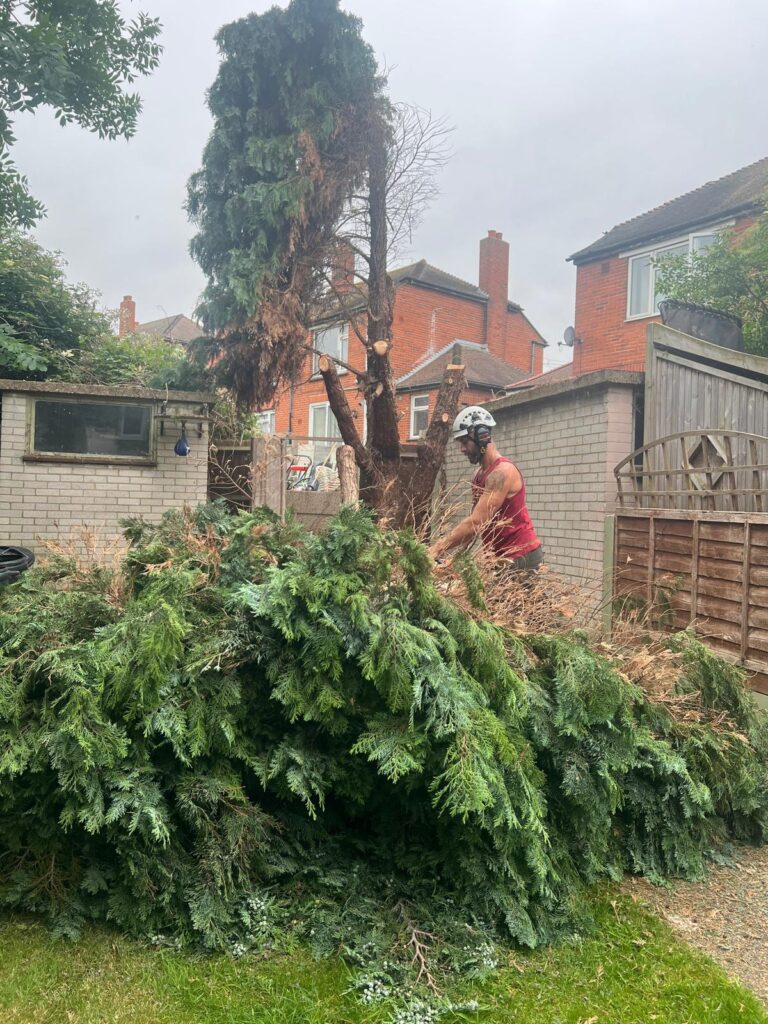 Limited Access Tree Removal in Medway 4