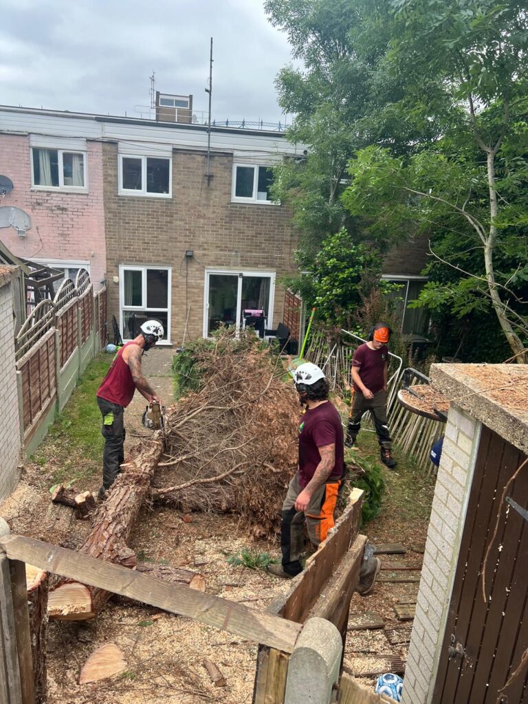 Limited Access Tree Removal in Medway 5