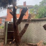 Limited Access Tree Removal in Medway - After