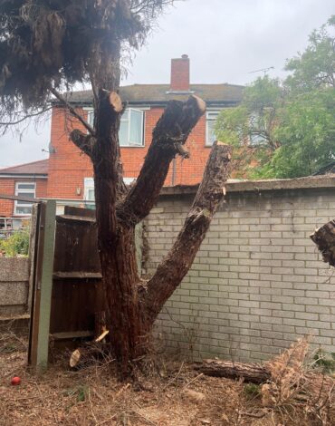 Limited Access Tree Removal in Medway - After