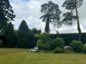 Mature Leylandii Hedge Maintenance in Maidstone (10)