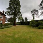 Mature Leylandii Hedge Maintenance in Maidstone