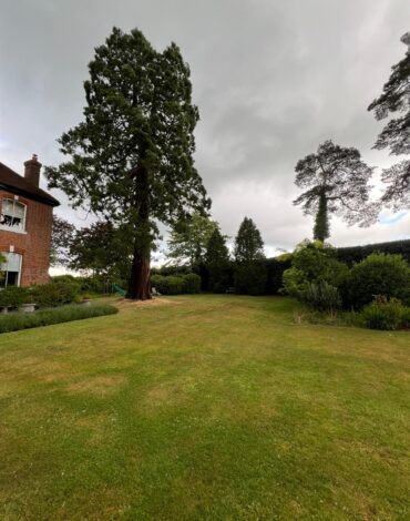 Mature Leylandii Hedge Maintenance in Maidstone (11) Mature Leylandii Hedge Maintenance in Maidstone (11)