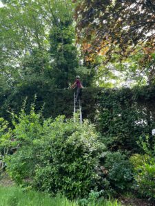 Mature Leylandii Hedge Maintenance in Maidstone (2)