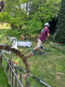 Mature Leylandii Hedge Maintenance in Maidstone (3)
