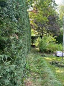 Mature Leylandii Hedge Maintenance in Maidstone (5)
