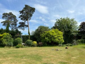 A mature Leylandii hedge after maintenance