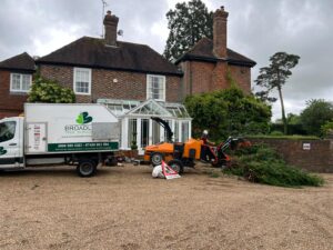 Mature Leylandii Hedge Maintenance in Maidstone (9)